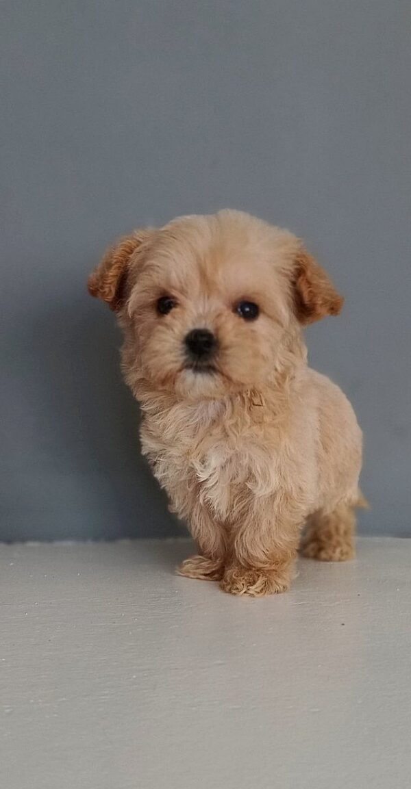 Irisa Maltipoo Irisa Maltipoo