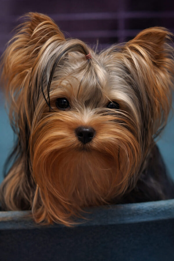 Irisstone Yorkshire Terrier Irisstone Yorkshire Terrier
