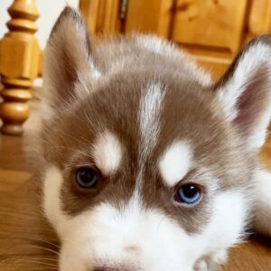 Itanso Siberian Husky Itanso Siberian Husky