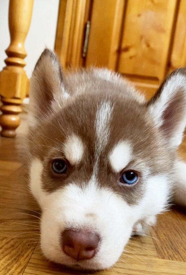 Itanso Siberian Husky Itanso Siberian Husky