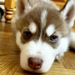 Itanso-male-Siberian-husky-puppy-for-sale-2