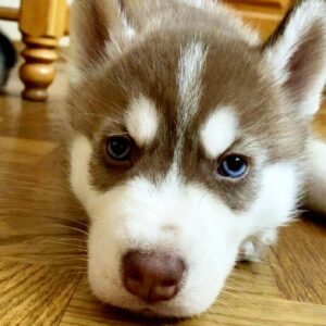 Itanso Siberian Husky Itanso Siberian Husky