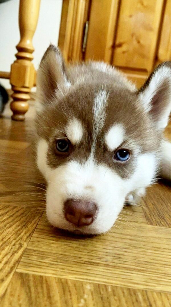 Itanso Siberian Husky Itanso Siberian Husky