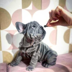 Jace Big Rope French Bulldog Jace Big Rope French Bulldog