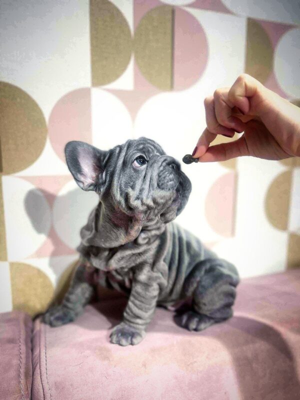 Jace Big Rope French Bulldog Jace Big Rope French Bulldog