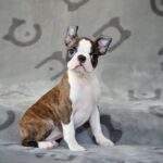 Jaconda-Boston-female-puppy-for-sale-1
