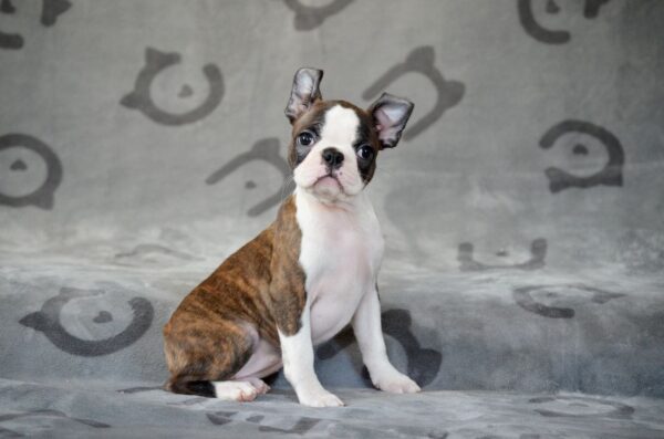 Jaconda Boston Terrier Jaconda Boston Terrier