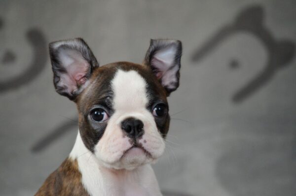 Jaconda Boston Terrier Jaconda Boston Terrier