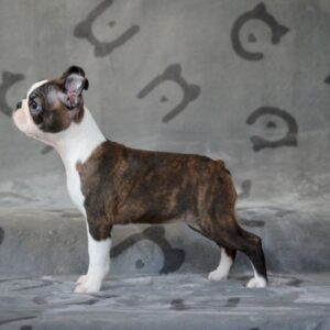 Jaconda Boston Terrier Jaconda Boston Terrier