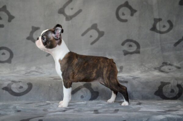 Jaconda Boston Terrier Jaconda Boston Terrier