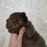 Jairo-male-French-bulldog-puppy-for-sale-1