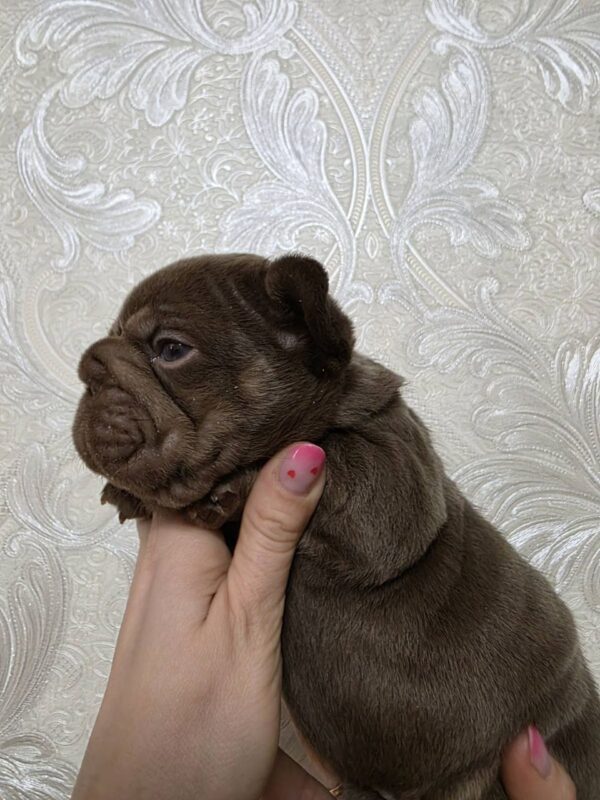 Jairo Big Rope French Bulldog Jairo Big Rope French Bulldog