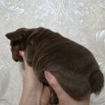 Jairo-male-French-bulldog-puppy-for-sale-2