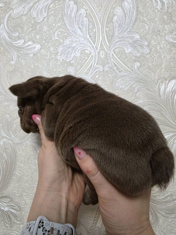 Jairo Big Rope French Bulldog Jairo Big Rope French Bulldog