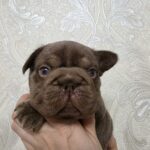 Jairo-male-French-bulldog-puppy-for-sale-3