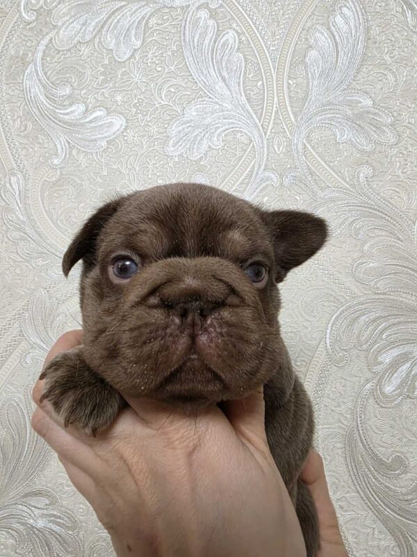 Jairo Big Rope French Bulldog Jairo Big Rope French Bulldog