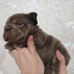 Jairo-male-French-bulldog-puppy-for-sale-4
