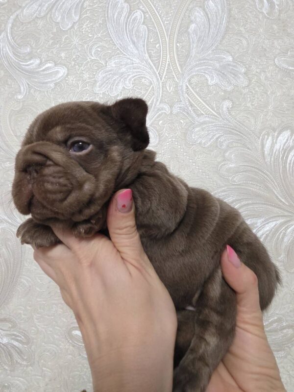 Jairo Big Rope French Bulldog Jairo Big Rope French Bulldog