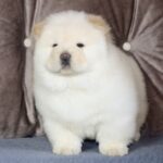 Jasmine-female-chow-chow-puppy-for-sale-1 (1)