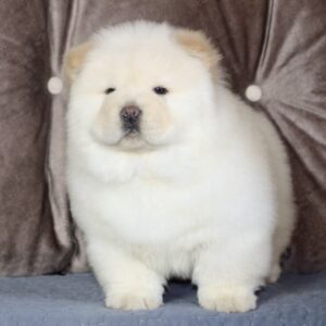 Jasmine Chow-Chow Jasmine Chow-Chow