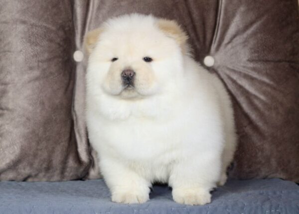 Jasmine Chow-Chow Jasmine Chow-Chow