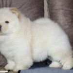 Jasmine-female-chow-chow-puppy-for-sale-1 (2)