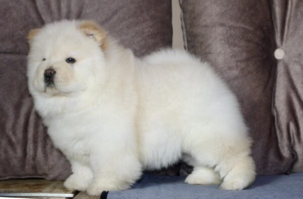Jasmine Chow-Chow Jasmine Chow-Chow