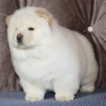Jasmine-female-chow-chow-puppy-for-sale-1 (3)