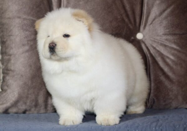Jasmine Chow-Chow Jasmine Chow-Chow
