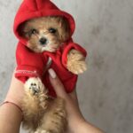 Jasminica-female-maltipoo-puppy-for-sale-1 (1)