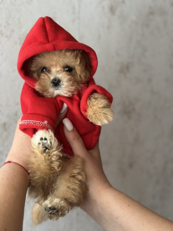 Jasminica Maltipoo Jasminica Maltipoo