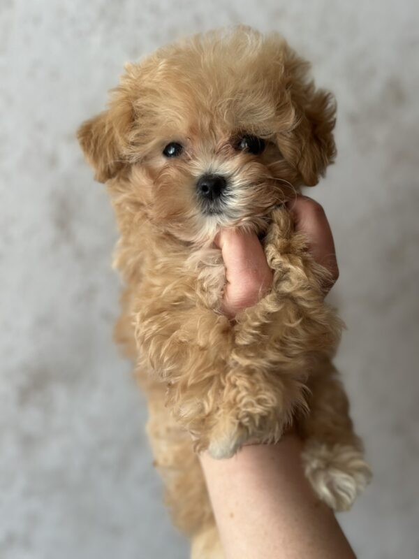 Jasminica Maltipoo Jasminica Maltipoo