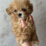 Jasminica-female-maltipoo-puppy-for-sale-1 (3)