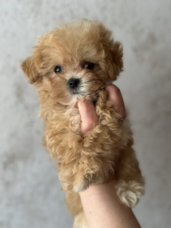 Jasminica Maltipoo Jasminica Maltipoo