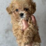 Jasminica-female-maltipoo-puppy-for-sale-1 (4)