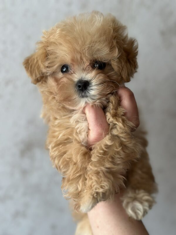 Jasminica Maltipoo Jasminica Maltipoo