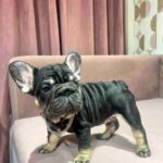 Jayla-female-French-bulldog-puppy-for-sale-1