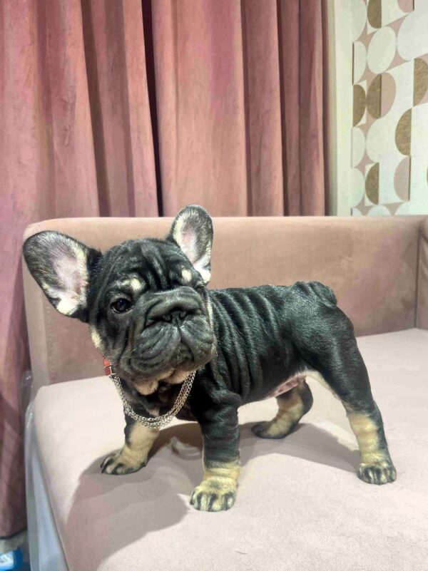 Jayla Big Rope French Bulldog Jayla Big Rope French Bulldog