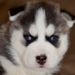 Jellydrop-female-Siberian-husky-puppy-for-sale-1