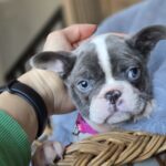 Jesse-female-french-bulldog-puppy-for-sale-1 (1)