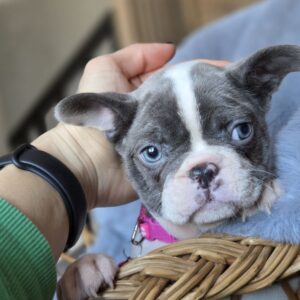 Jesse French Bulldog Jesse French Bulldog