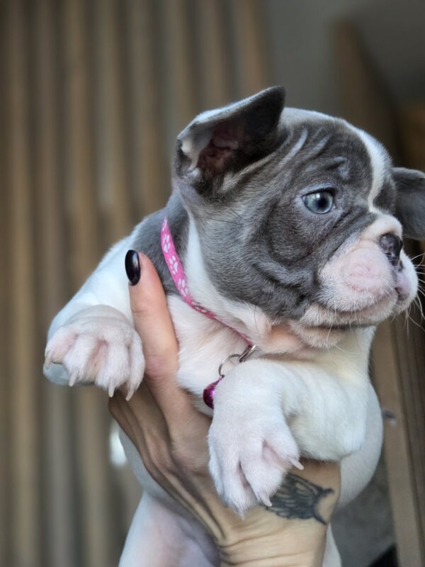 Jesse French Bulldog Jesse French Bulldog