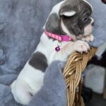 Jesse-female-french-bulldog-puppy-for-sale-1 (3)