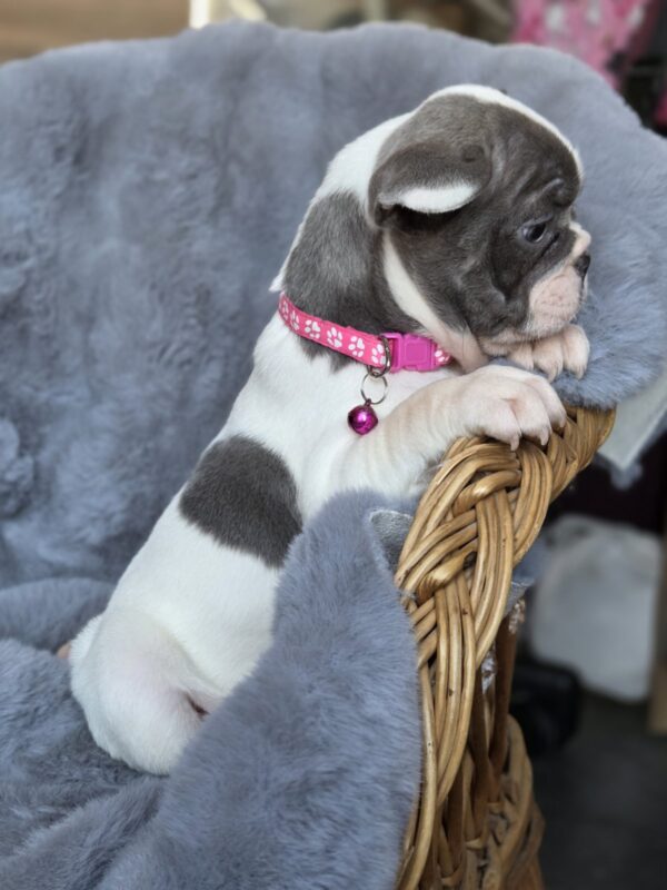 Jesse French Bulldog Jesse French Bulldog