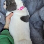 Jesse-female-french-bulldog-puppy-for-sale-1 (4)
