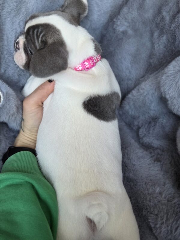 Jesse French Bulldog Jesse French Bulldog