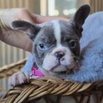 Jesse-female-french-bulldog-puppy-for-sale-1 (5)