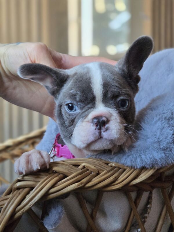 Jesse French Bulldog Jesse French Bulldog