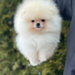 Jester-male-Pomeranian-puppy-for-sale-1