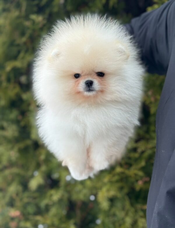 Jester Pomeranian Jester Pomeranian